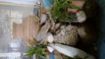 /album/choros/dsc-0154-1-jpg/